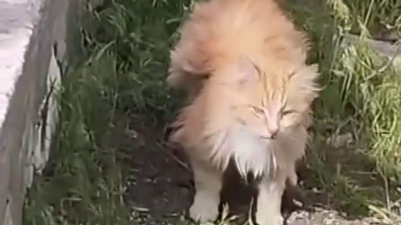 Erzincan Üzümlü'de tüyleriyle 'kanatlı' izlenimi veren kedi vatandaşların ilgisini çekti