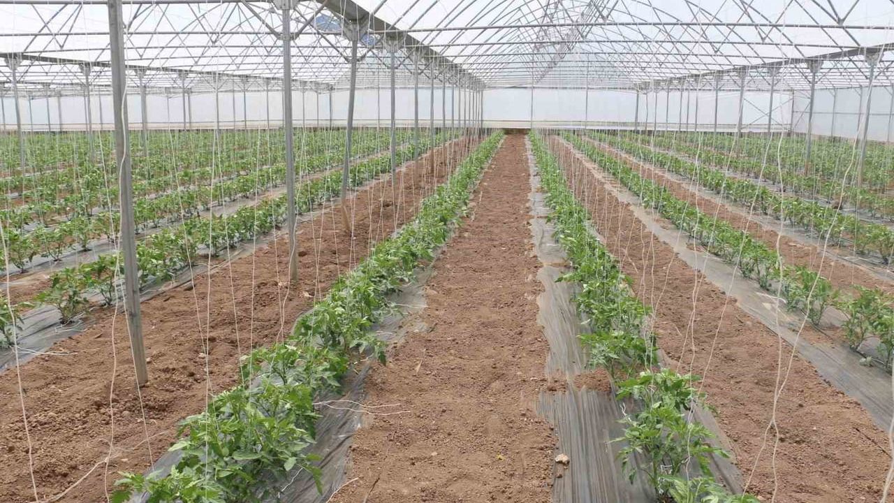 Erzincan Yeniköy'de 23 Dekarlık Serada Yılda Üç Ürün Hasadı, Bölge Ekonomisine Katkı Sağlanıyor