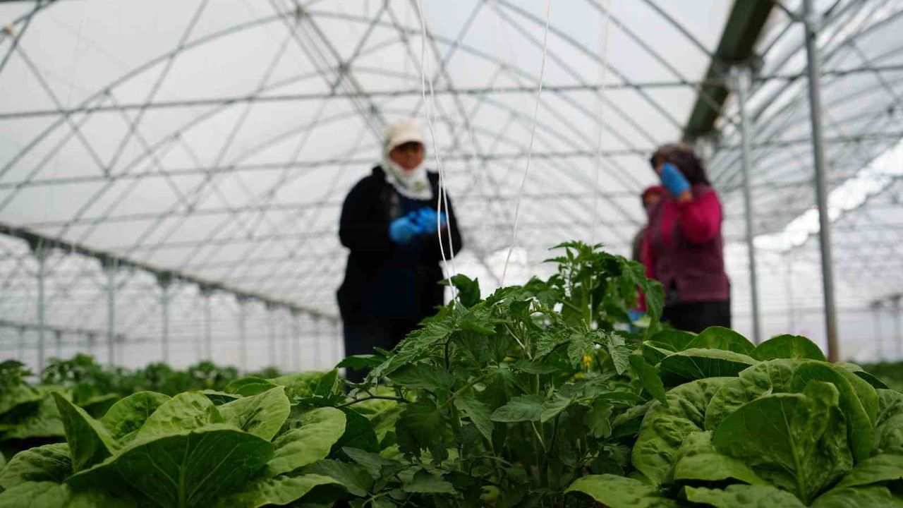 Erzincan Yeniköy’de Sera Marulu Hasadı Başladı — Yıllık 180 Bin Üretim