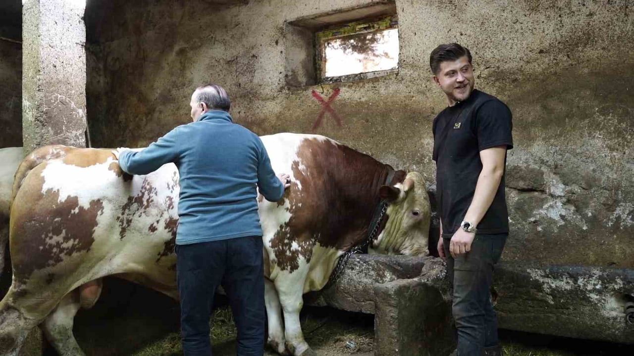 Erzurum Canlı Hayvan Pazarı'nda 1 ton 250 kg'lık tosun 550 bin TL'ye satıldı