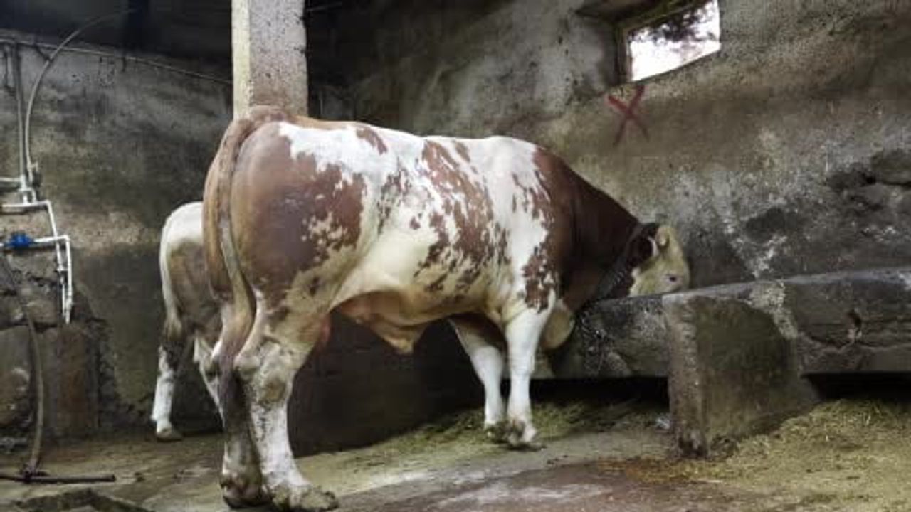 Erzurum Canlı Hayvan Pazarı'nda 1 ton 250 kilogramlık dev tosun 550 bin TL'ye satıldı