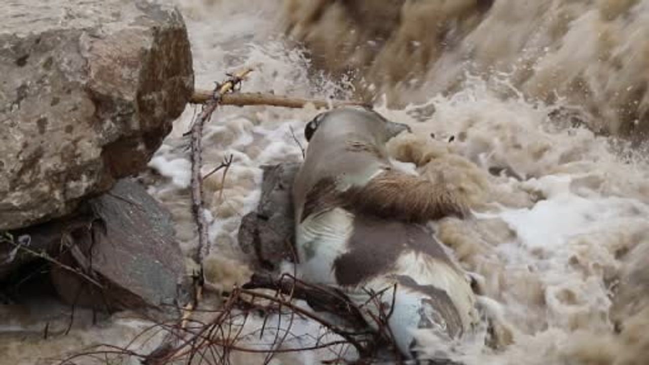 Erzurum Oltu’da erkek boz ayı HES barajı sularında telef oldu