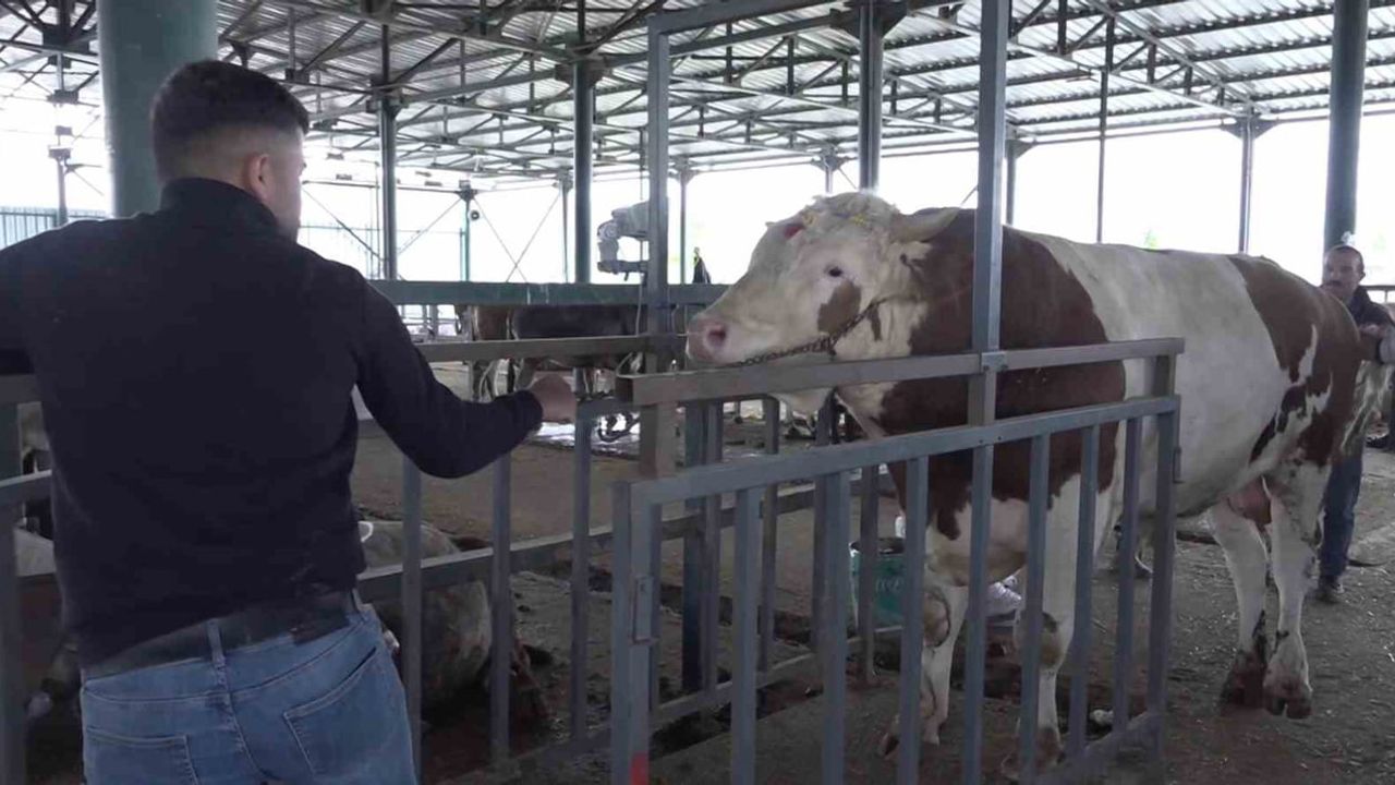 Eskişehir Hayvan Pazarı'nda 780 kg şampiyon dana alıcısını bekliyor