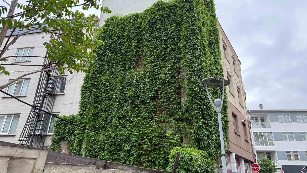Eskişehir İstiklal Mahallesi'nde Bir Apartmanın Dışını Kaplayan Sarmaşıklar Mahallenin Simgesi Oldu