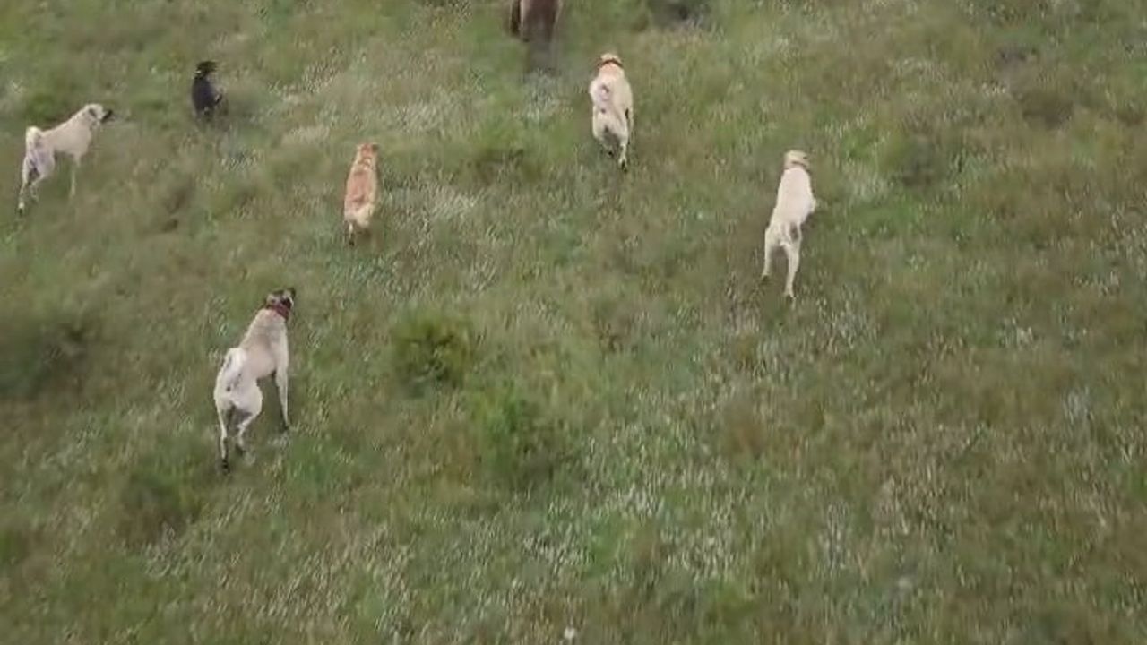Eskişehir Sulukaraağaç'ta kangal köpekleri ayıyı sürüden uzaklaştırdı