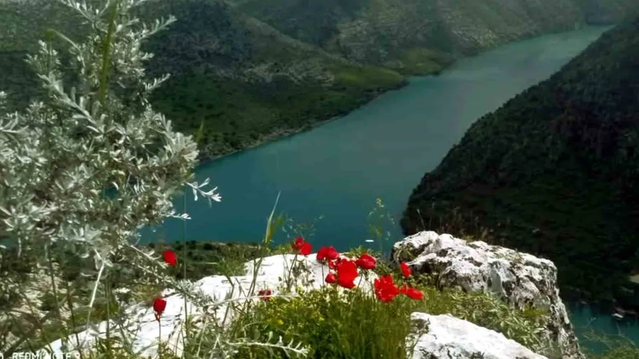 Gaziantep Araban Ovası'nda bahar: Gelincikler, papatyalar ve verimli topraklar