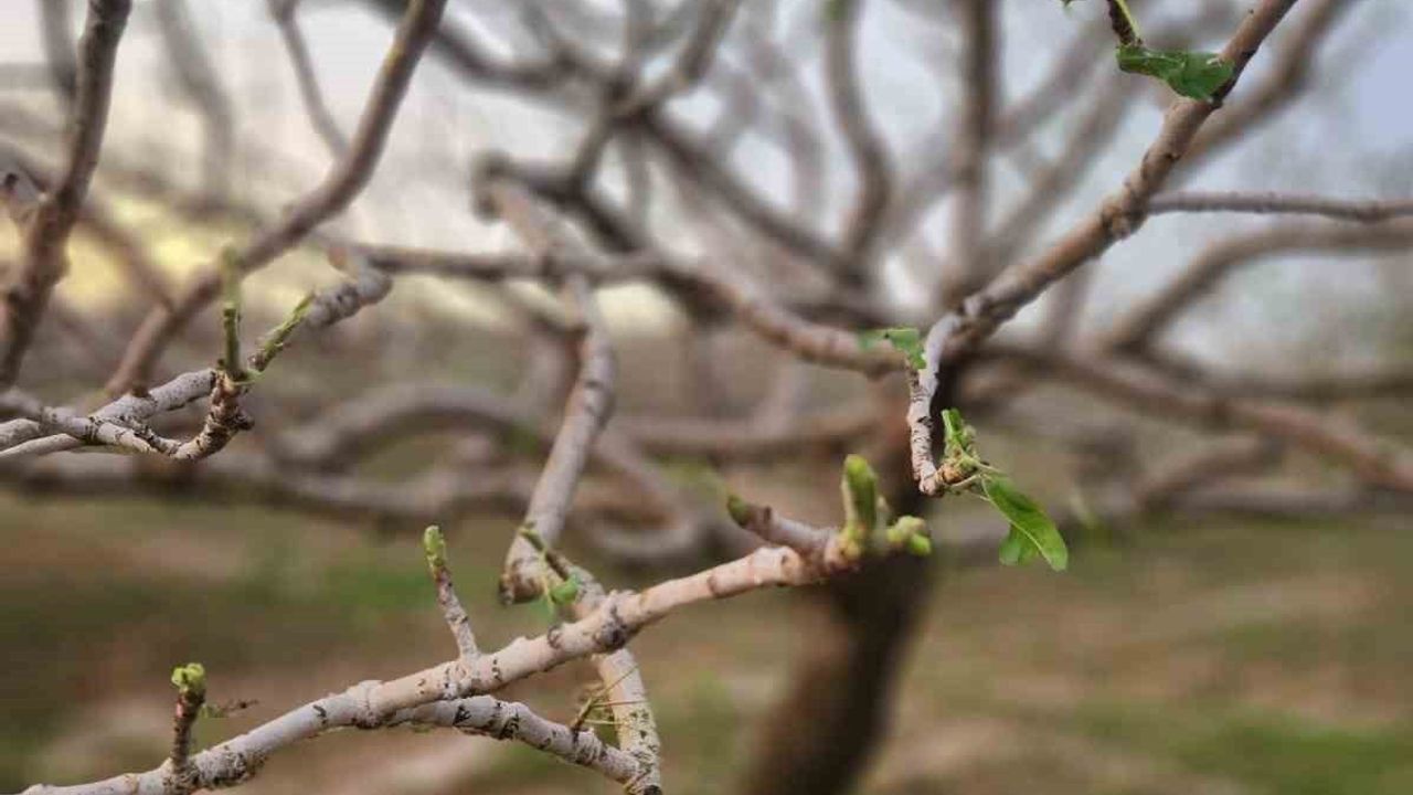 Gaziantep Kent Konseyi: 14 Mayıs Dünya Çiftçiler Günü'nde afetlerin tarıma etkisi ve destek çağrısı