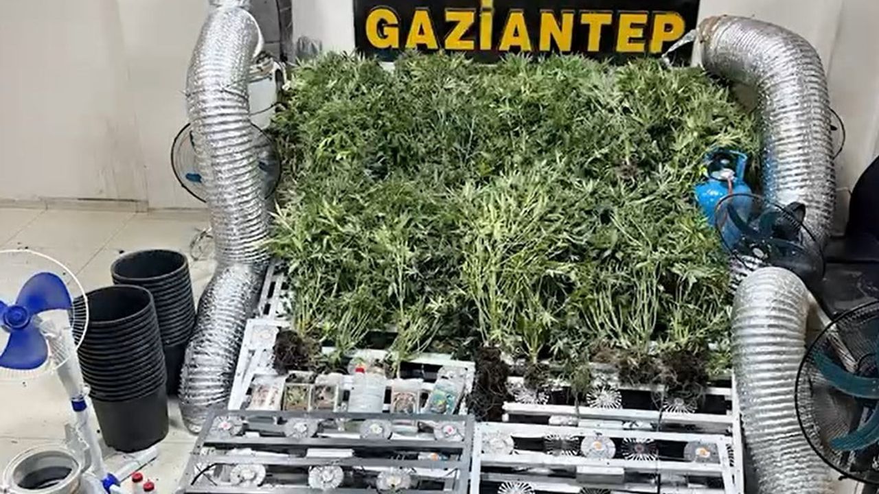 Gaziantep'te uyuşturucu operasyonu: 240 kök hint keneviri ve 51 gram skunk ele geçirildi