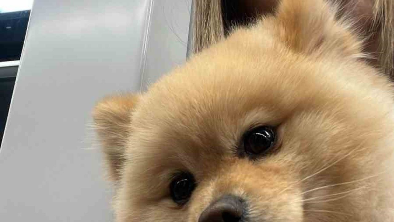 Gaziosmanpaşa'da petshopta yıkama sırasında köpeğin ölümü: Sahibi işletmeden şikayetçi