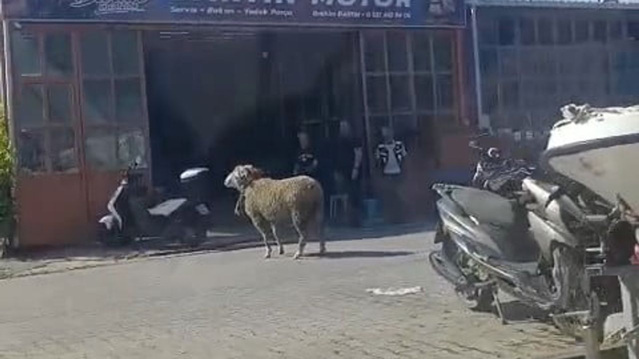 Gelibolu'da kaçan kurbanlık koç sanayi esnafı tarafından yakalandı