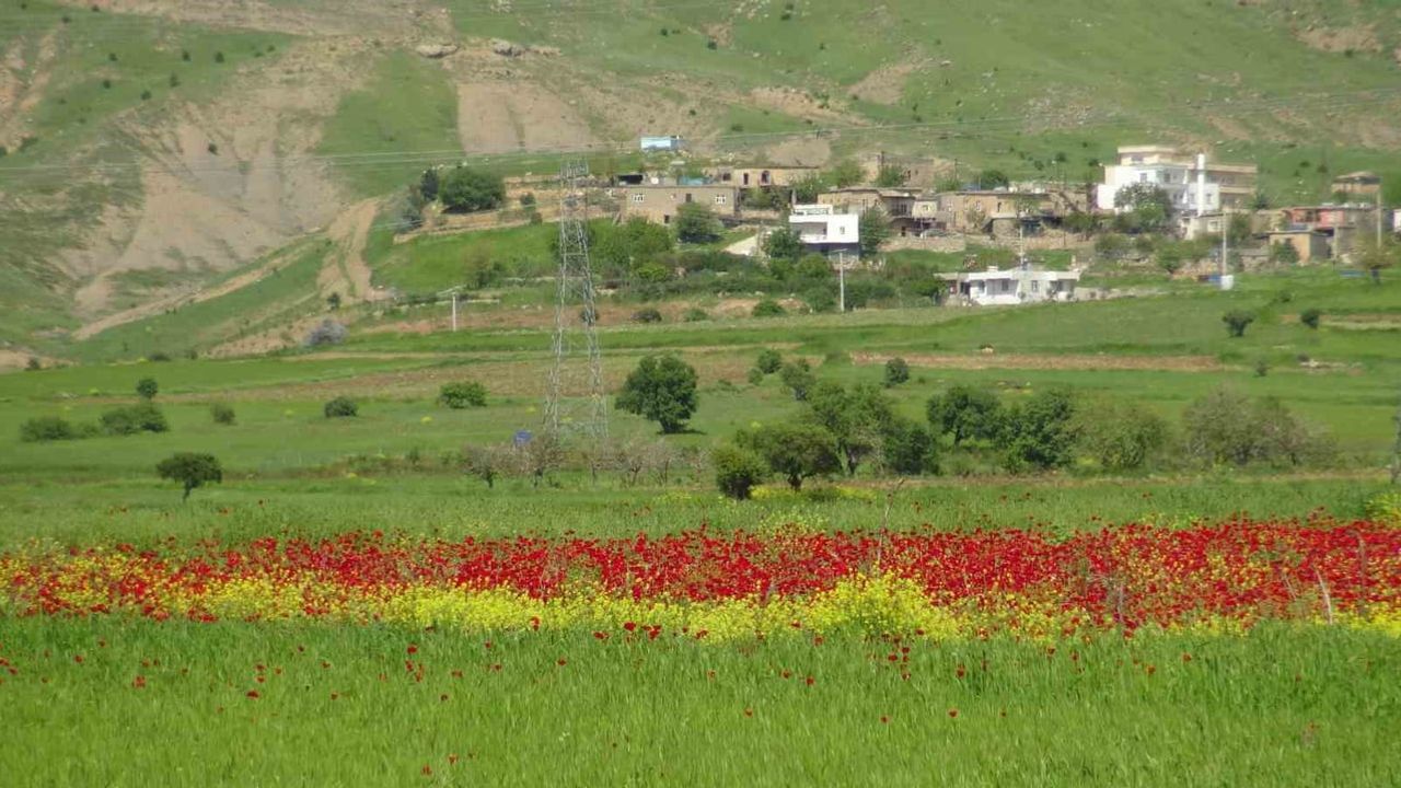 Gercüş Ovası kırmızıya büründü: Gelincik tarlaları doğaseverleri ve çobanları çekiyor