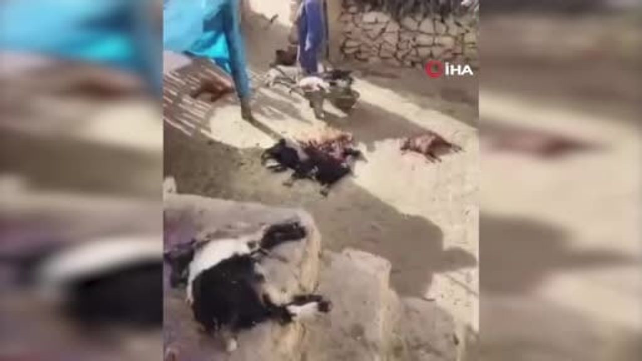 Gercüş’te ahırda 40 küçükbaş hayvan telef oldu; inceleme başlatıldı