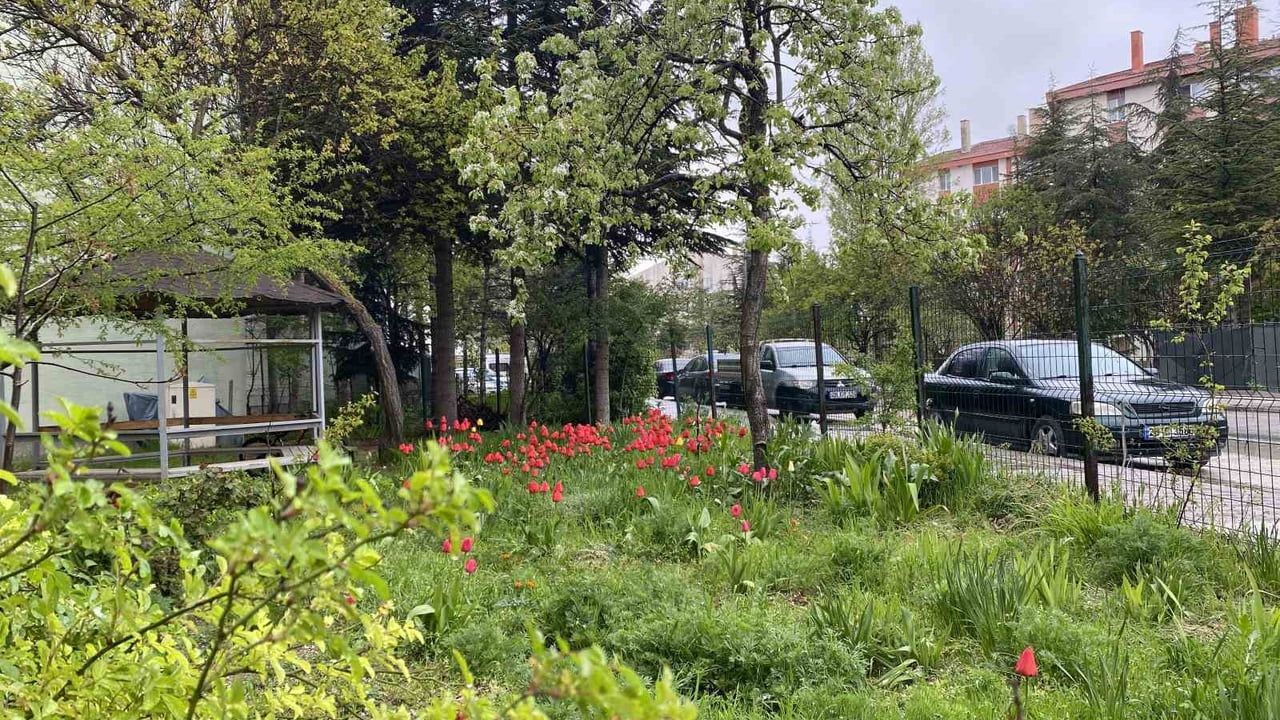 Göçmenevleri Sokağı'nda Laleler Mahalleye Bahar Getirdi