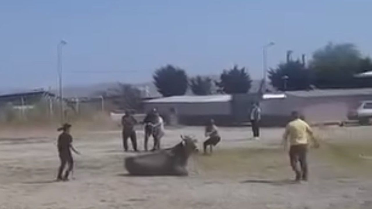 Gönen Hayvan Pazarında Kaçan İnek Park Halindeki Araçlara Zarar Verdi