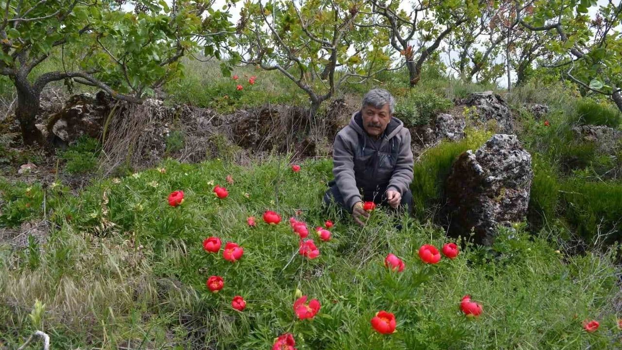 Gördes'te koruma altındaki 'Paeonia Turcica' şakayıkları mayıs ayında açıyor