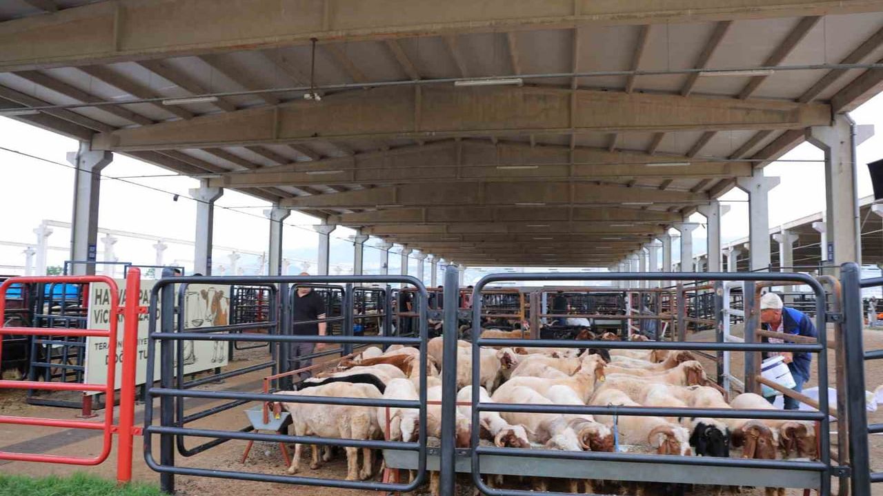 Görgel: Kurban öncesi canlı hayvan pazarında 8 bin 250 küçükbaş ve 200 büyükbaş satışta