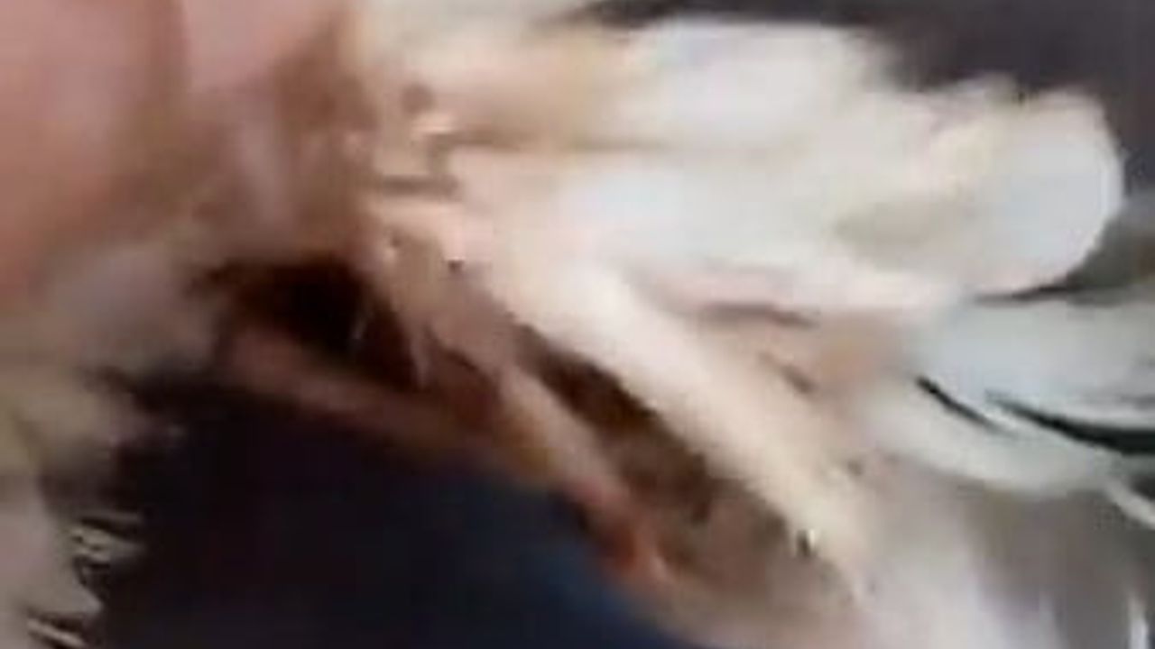 Gülşehir'de Yaralı Leylek Belediye Ekiplerine Teslim Edildi