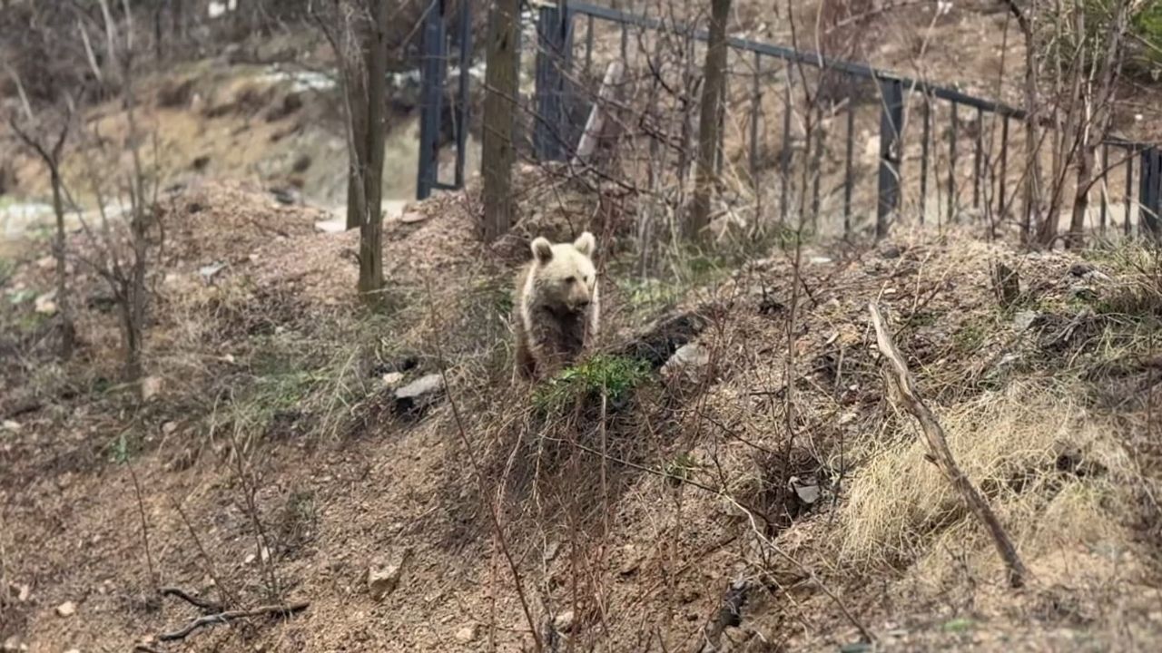 Gümüşhane’de ayılar yaylalardan köylere indi: Vatandaşlar tedirgin