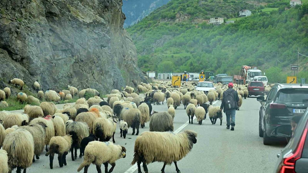 Gümüşhane'de geleneksel küçükbaş yayla göçü başladı