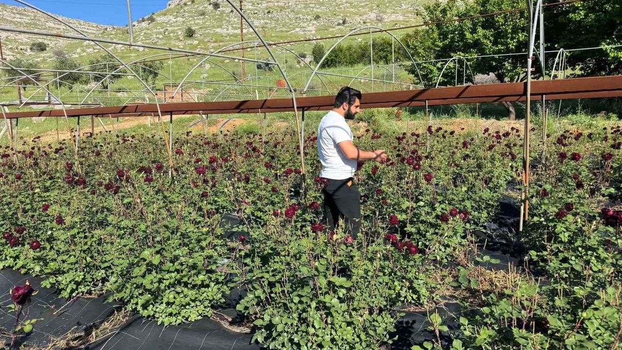 Halfeti'nin tescilli karagülünde hasat başladı