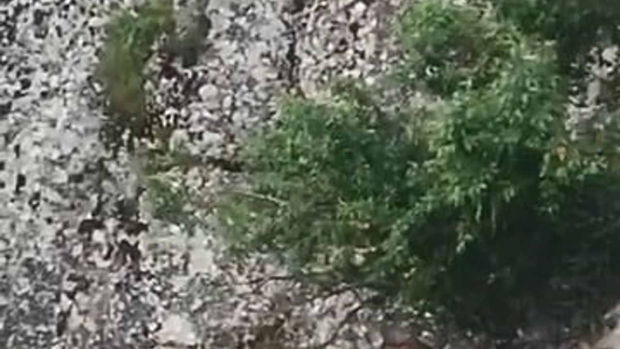 Harput'ta Nesli Tehlikedeki Dağ Keçileri Meryem Ana Kilisesi Çevresinde Görüntülendi
