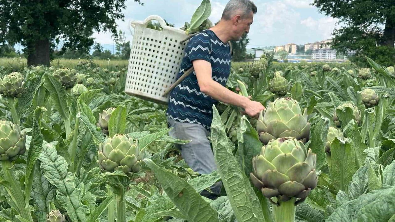 Hasanağa enginarında hasat başladı: Tarlada tanesi 50 liradan alıcı buluyor