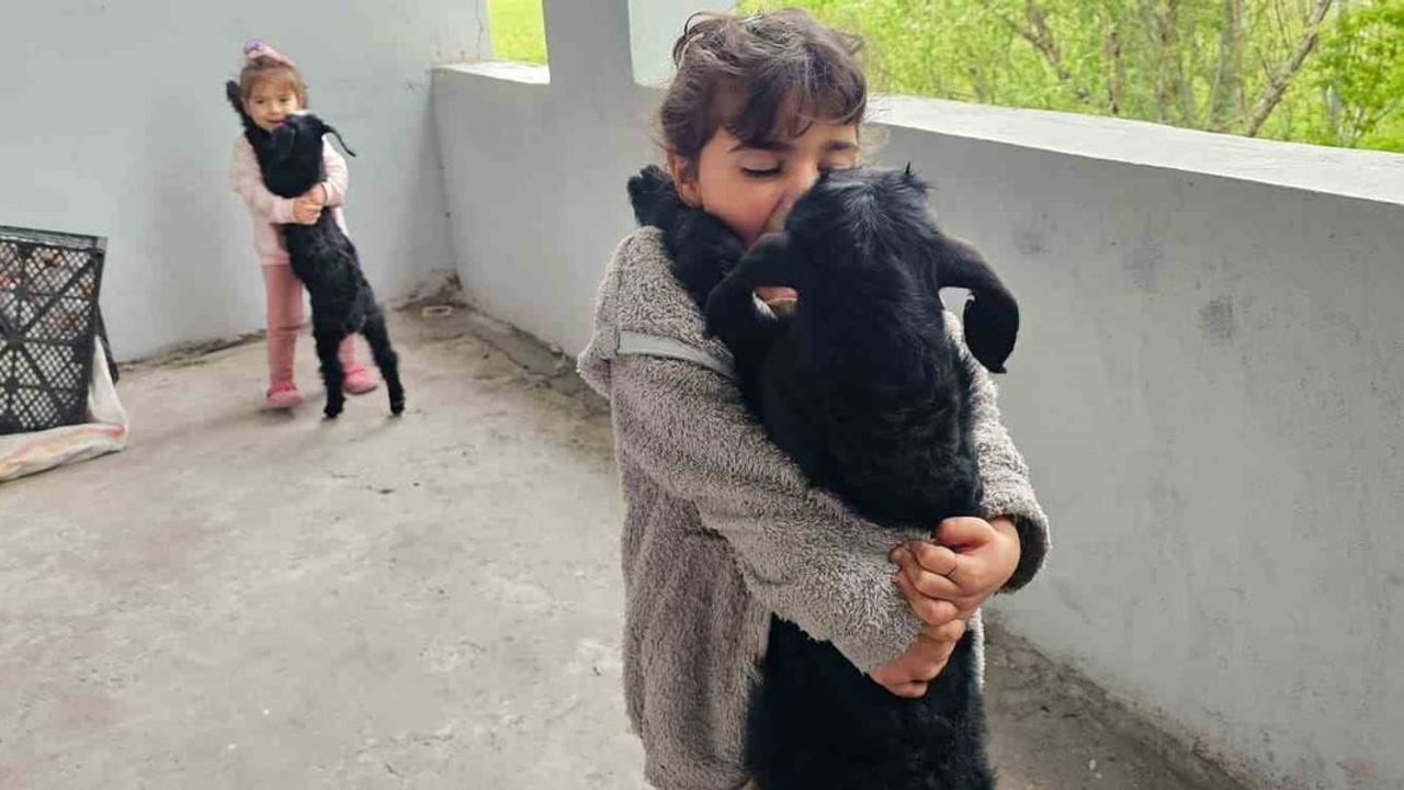 Hasköy'de gök gürültüsünden korkan iki yavru keçi balkona sığındı