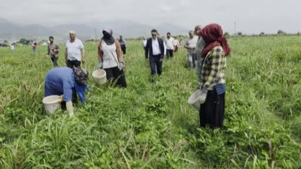 Hassa çileğinin hasadı başladı: Tarlada 80-110 TL, Türkiye'ye gönderiliyor