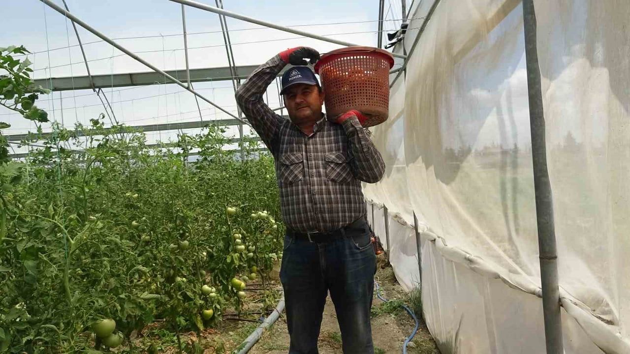 Hatay'da aşırı yağış örtü altı domates verimini düşürdü, serada kilogram 60 TL'ye satılıyor