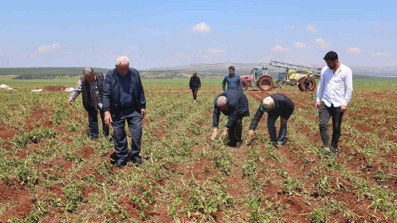 Hatay'da ceviz büyüklüğünde dolu Amik Ovası'ndaki soğan, patates ve buğday tarlalarına zarar verdi