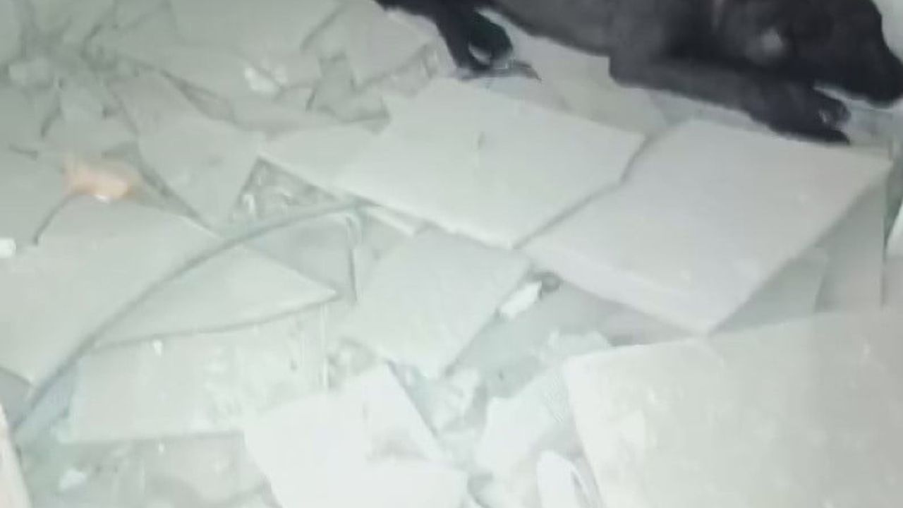 Hatay'da hayvansever 5 katlı ağır hasarlı binadan köpeği canını riske atarak kurtardı