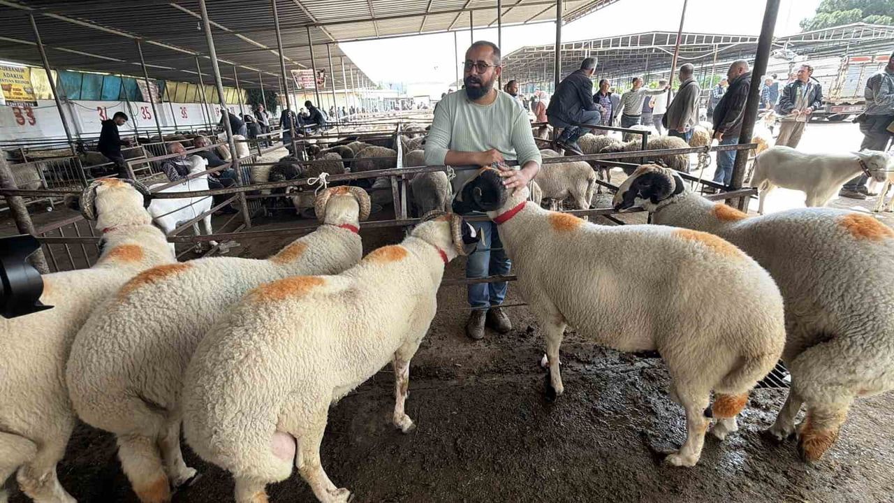 Havran Canlı Hayvan Pazarında 'Gelinlik Kurban' Geleneği Bayram Öncesi Hareketlendirdi