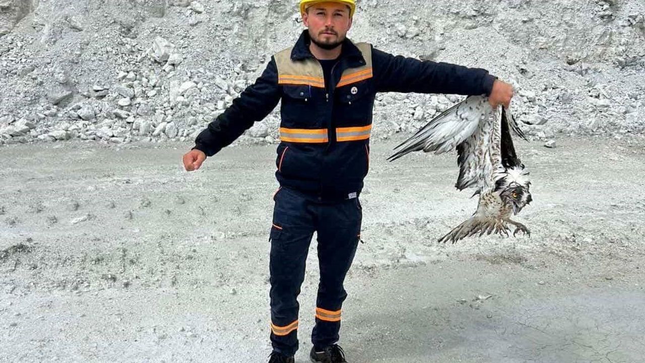 Hisarcık’ta maden sahasında bitkin bulunan balık kartalı koruma altına alındı
