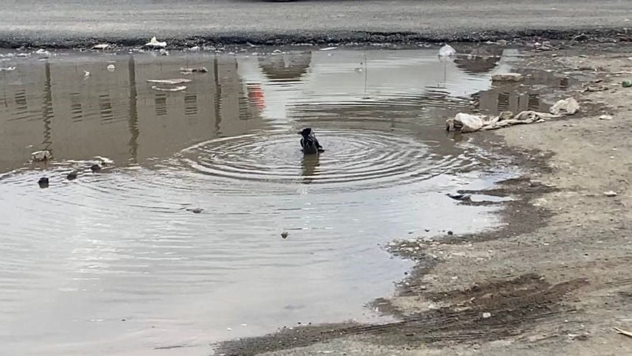 Iğdır'da karganın yol kenarındaki su birikintisinde yıkanması