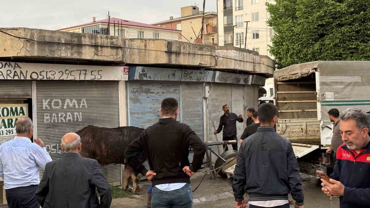 Iğdır'da sahibinin elinden kaçan dana market önünde yaşlı bir kişiyi yere savurdu