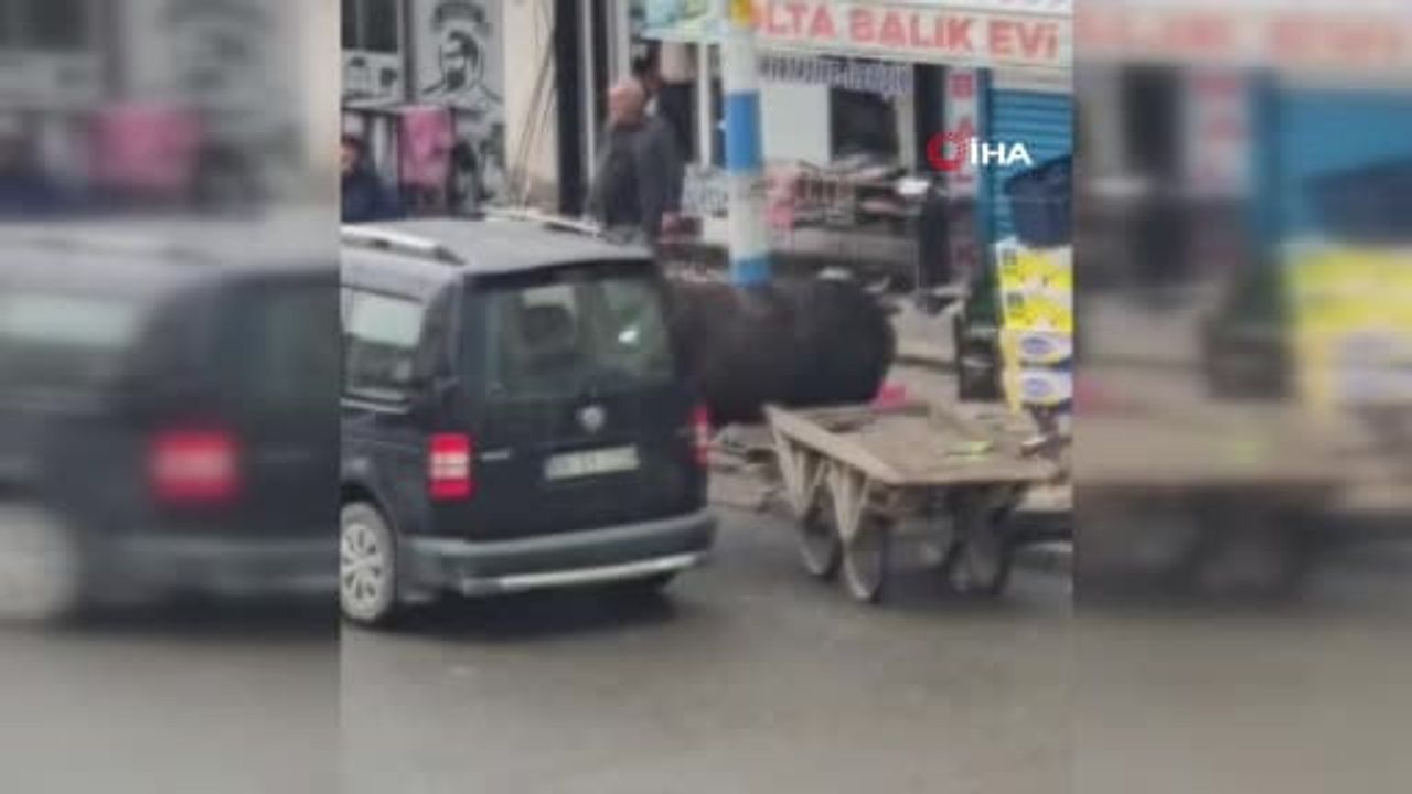 Iğdır'da sahibinin elinden kaçan manda market önünde bir yaşlıyı yere savurdu