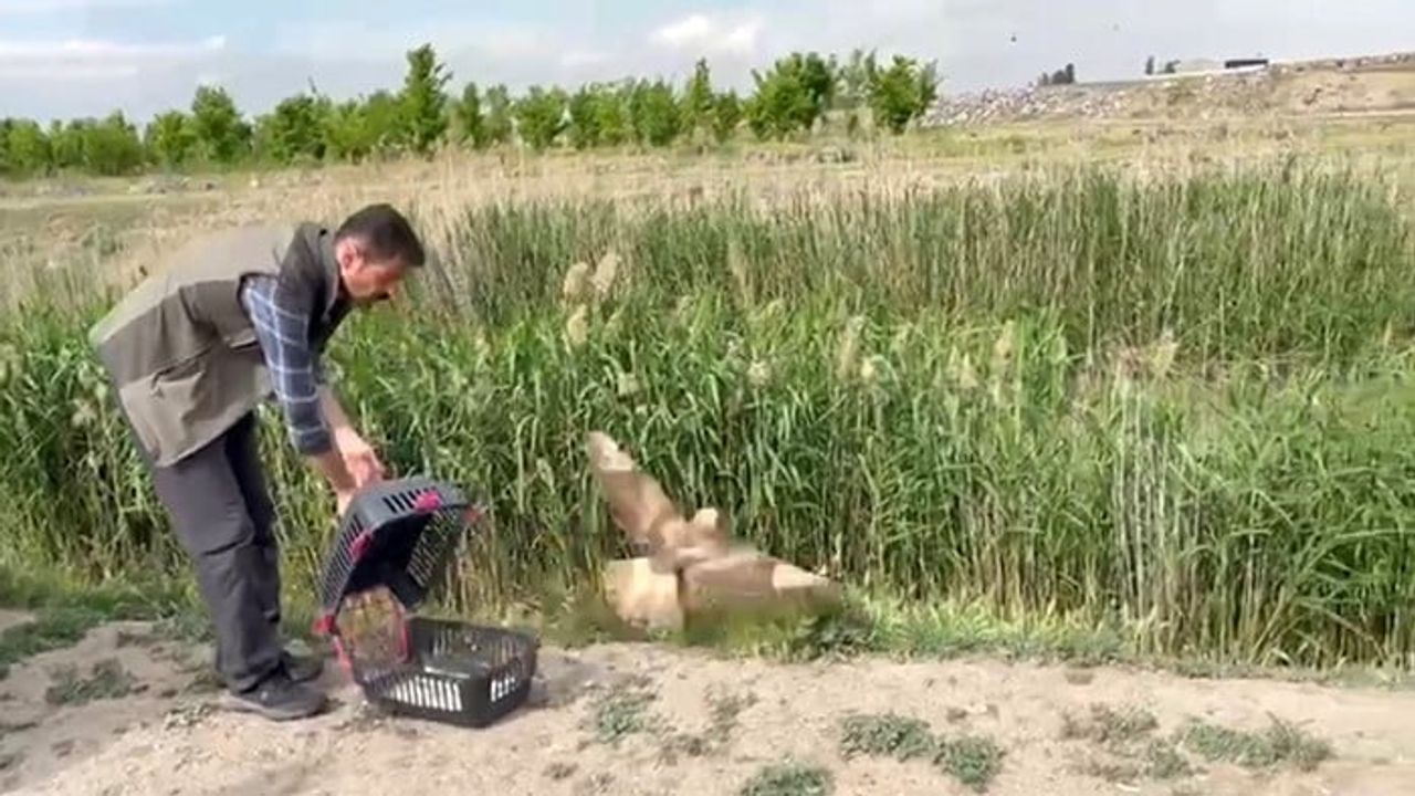 Iğdır'da Yaralı Şahin Tedavi Edilip Doğaya Salındı