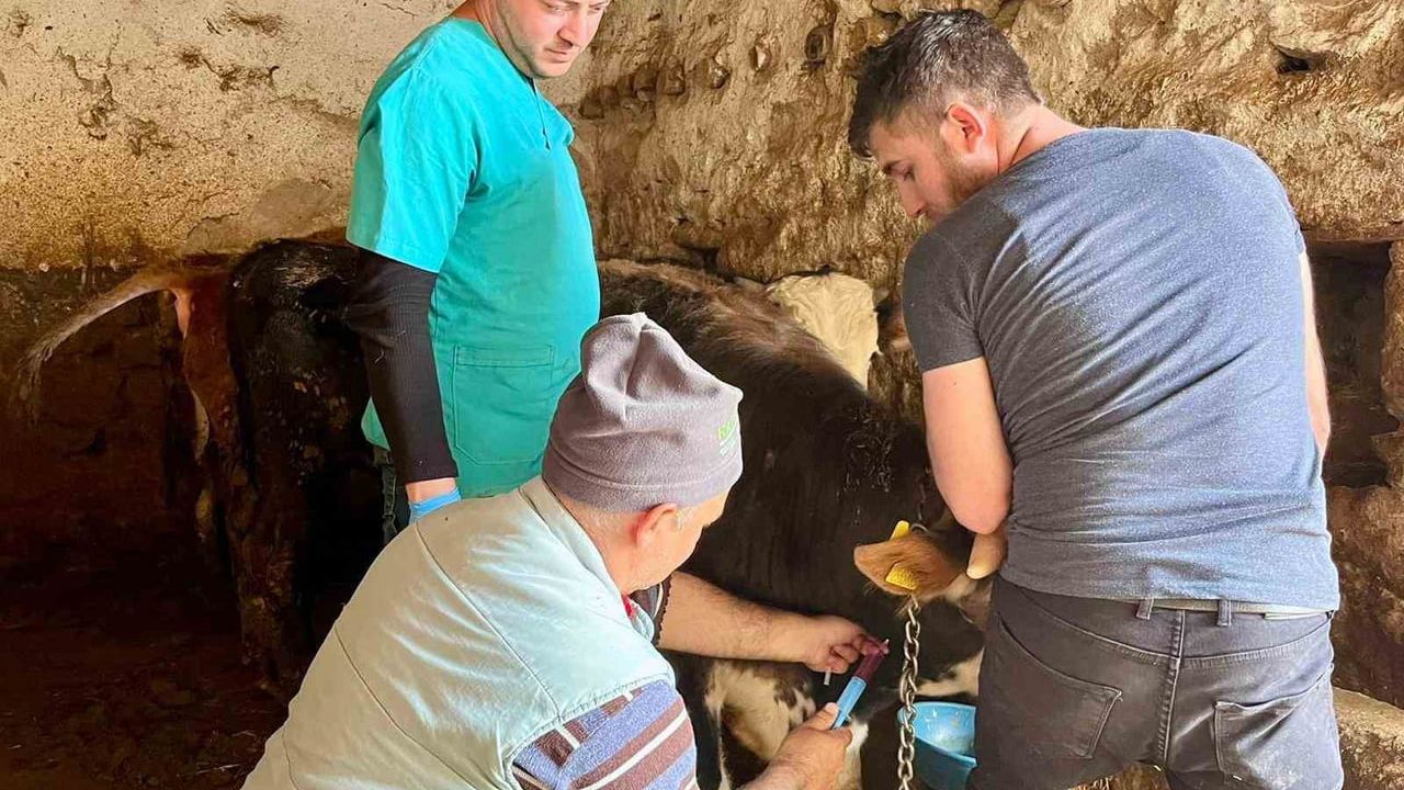 İhsaniye’de 'Şap Aşısı Serosurvey' kapsamında büyükbaş hayvanlardan kan örnekleri alındı