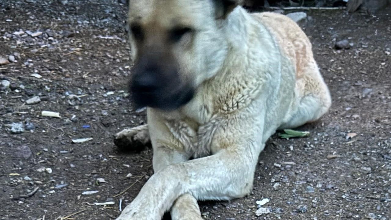İki ayının saldırısından köpeğiyle kurtulan 4. sınıf öğrencisi Sencer okula başladı