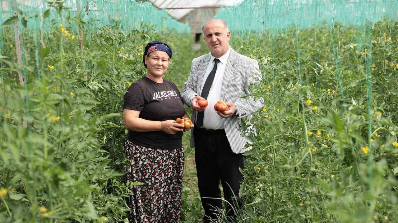 İncirliova'da Dünya Çiftçiler Günü'nde yerli domatesin ilk hasadı