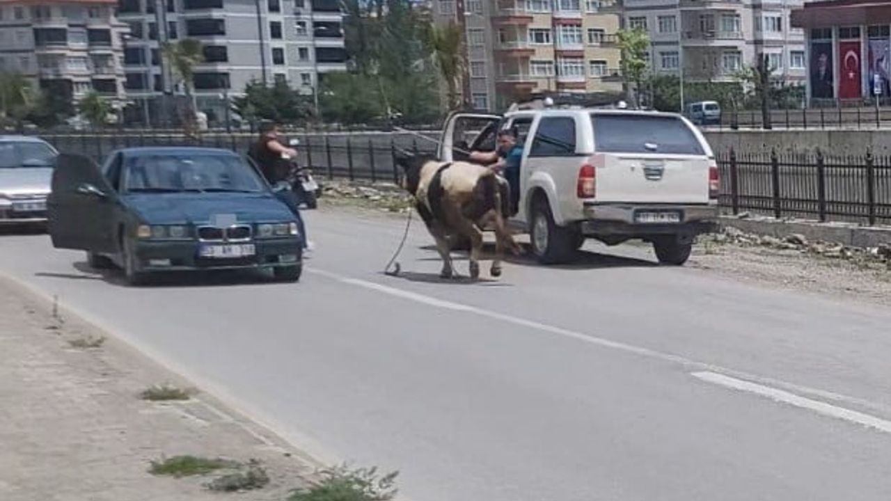 İnebolu'da kurbanlık dana, veterinerin sakinleştirici iğnesiyle yakalandı
