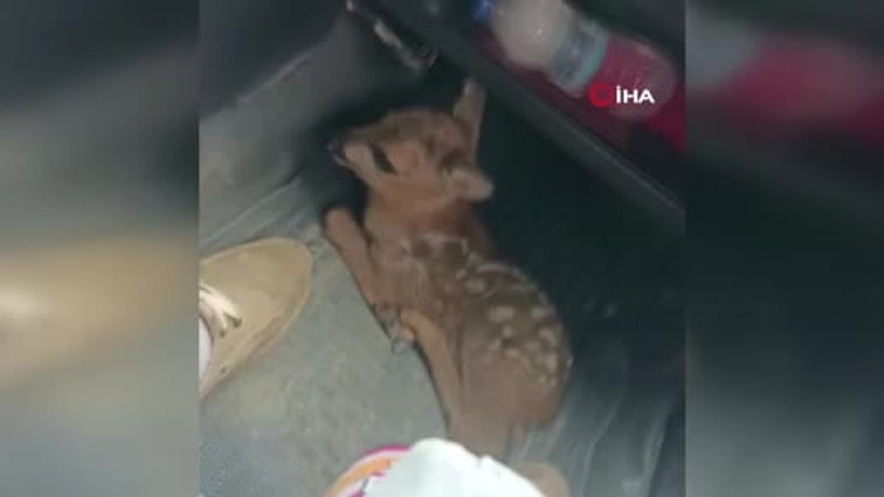 İnebolu'da yaralı yavru karaca yol kenarından alınarak koruma ekiplerine teslim edildi
