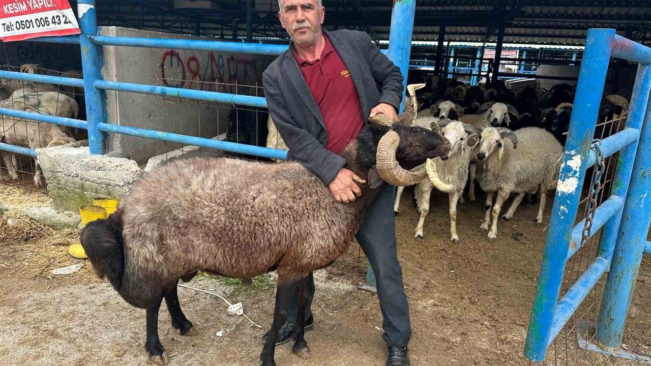 İsabey Kurban Pazarı'nda Bayram Öncesi Hareketlilik ve Üreticilerin Artan Maliyet Sıkıntısı
