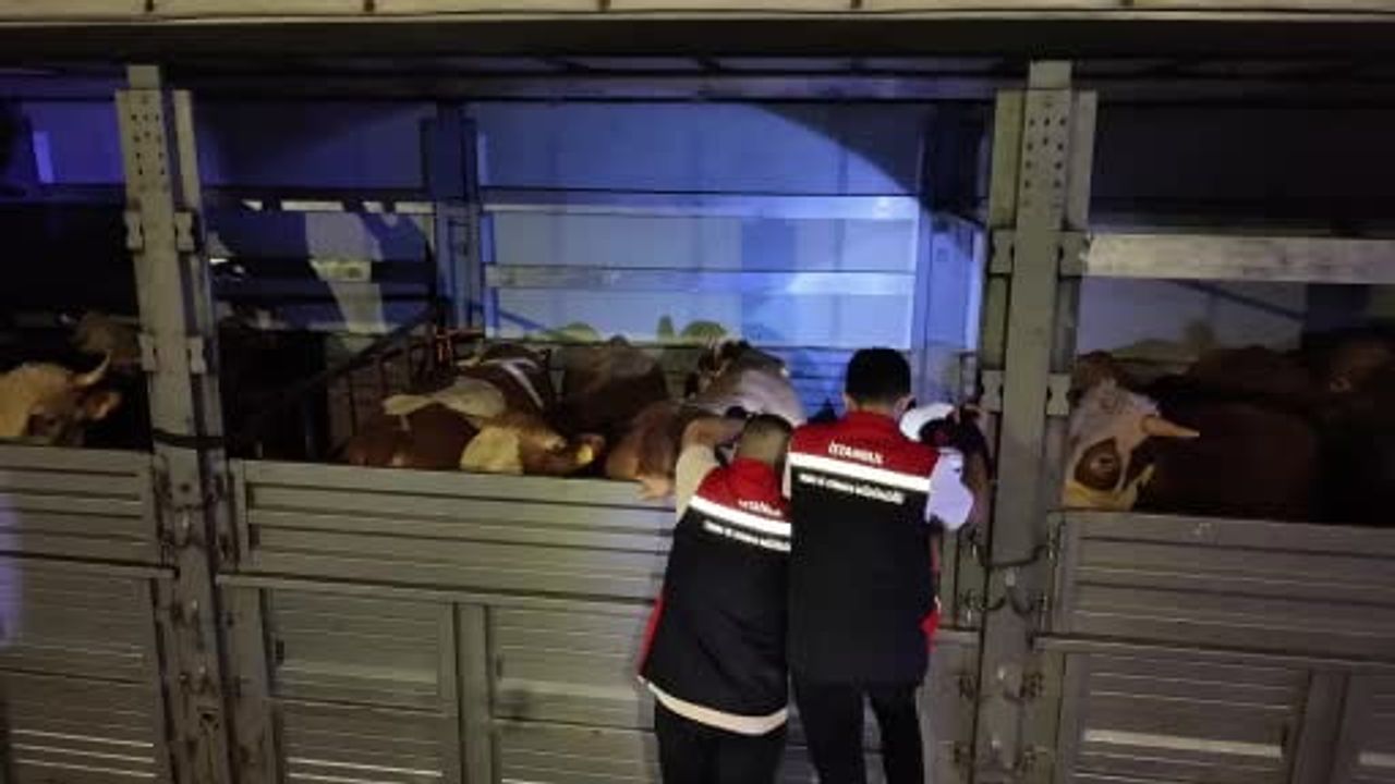 İstanbul’a Kurbanlık Girişleri Denetlendi: 81 ilden 60 bin Hayvan Riva'da Kontrol Edildi