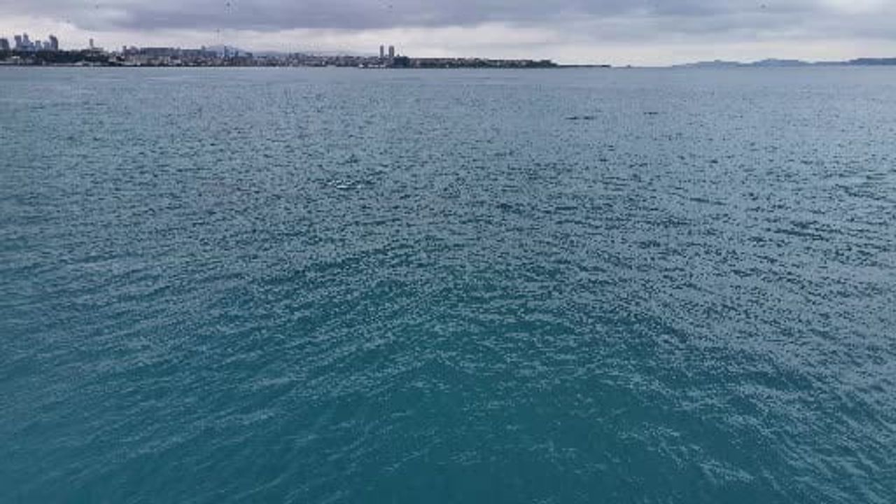 İstanbul Boğazı'nda Marmara Denizi kıyısına yaklaşan yunus sürüsü dronla görüntülendi