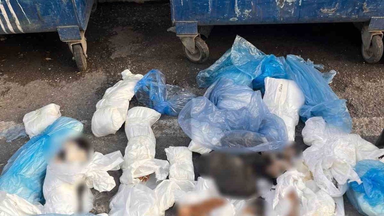 İzmir Buca'da çöp konteyneri önündeki poşetlerde 33 ölü kedi bulundu; savcılık soruşturma başlattı