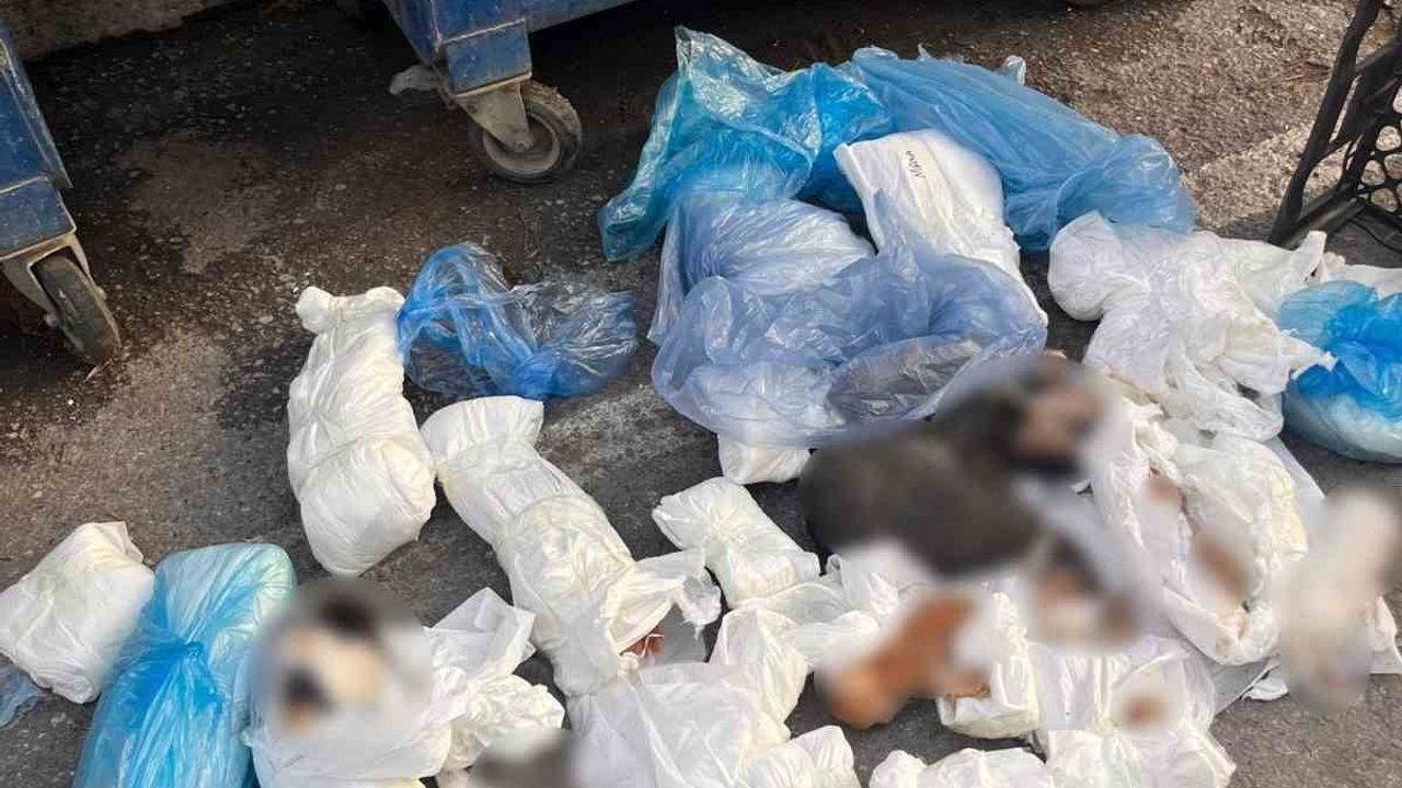 İzmir'de 33 ölü kedinin bulunduğu olayda veteriner tutuklama talebiyle mahkemeye sevk edildi