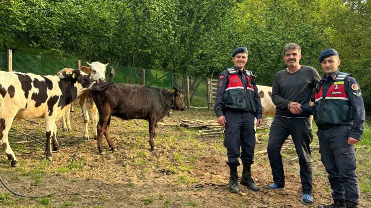 Jandarma dron desteğiyle Hendek’te kaybolan 7 büyükbaş bulundu ve sahibine teslim edildi