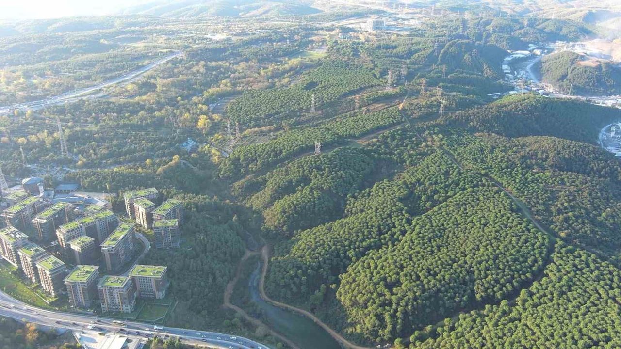 Kağıthane'ye 4 kilometrekare yeni orman eklendi, yeşil alanı iki katına çıktı