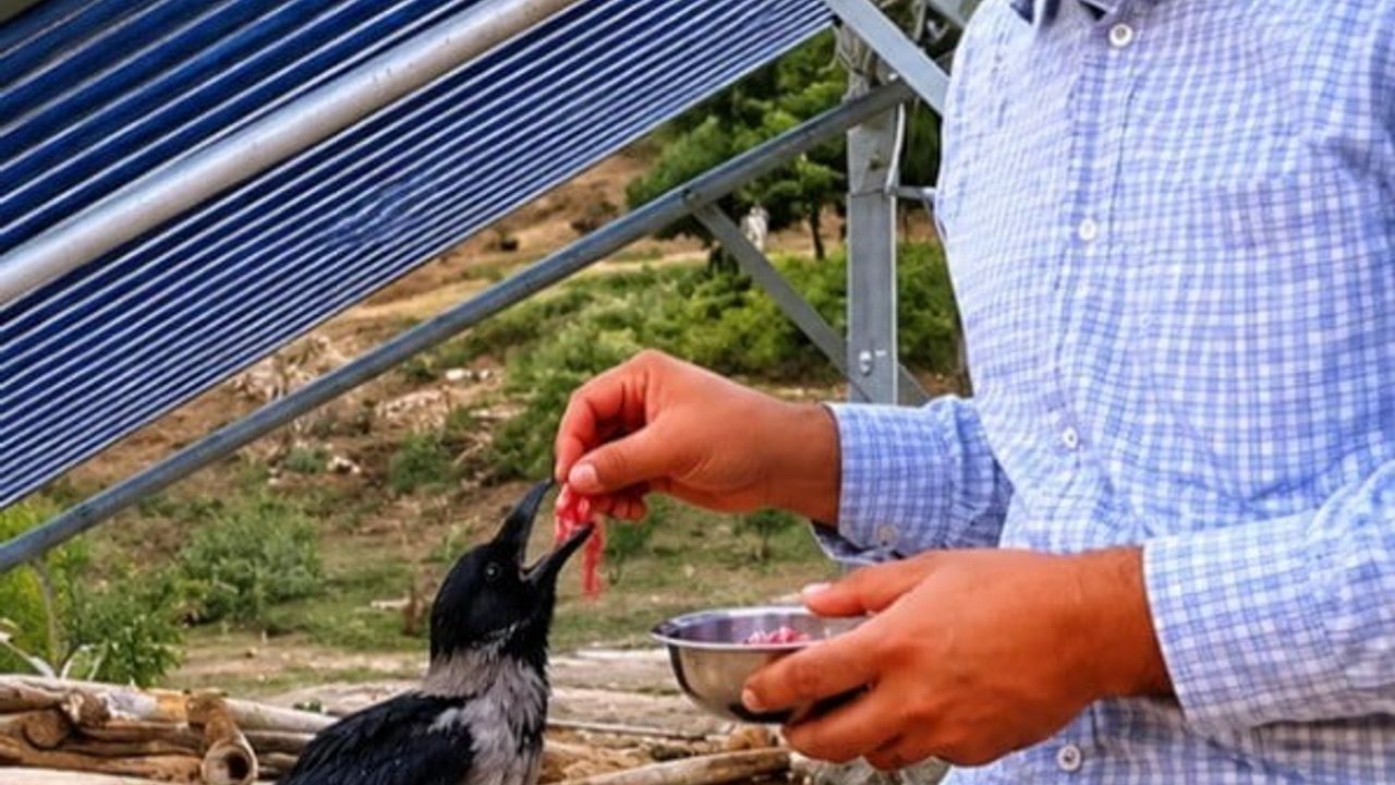 Kahramanmaraş’ta Yaralı Karga, Vatandaşın Eliyle Beslenip Veterinerde Tedavi Edildi